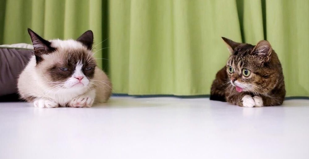 Grumpy Cat and Lil BUB Together