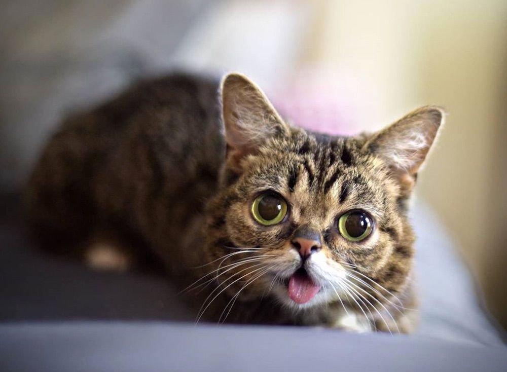 Lil BUB the cat died in 2019.