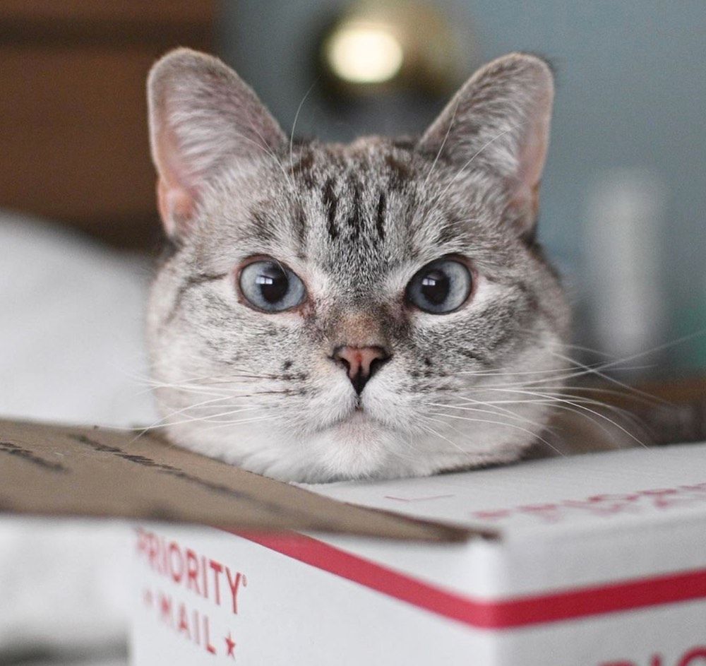 32 cats you didn't know were Instagram famous 