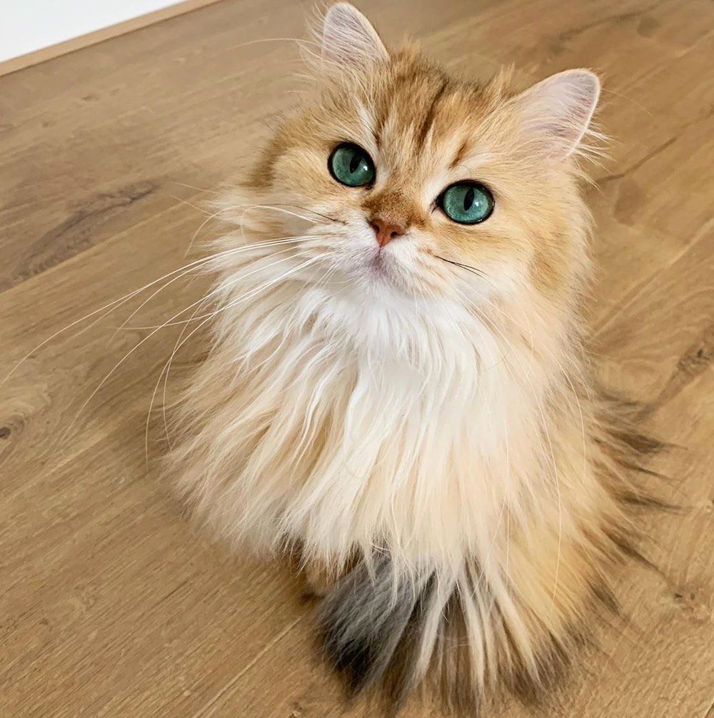 Smoothie the Cat is "Queen of Fluff."