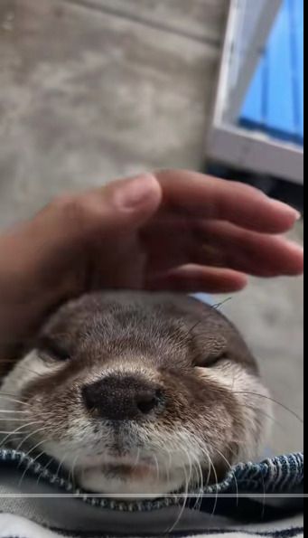 Top 20 most Liked Videos on TikTok of October 2025