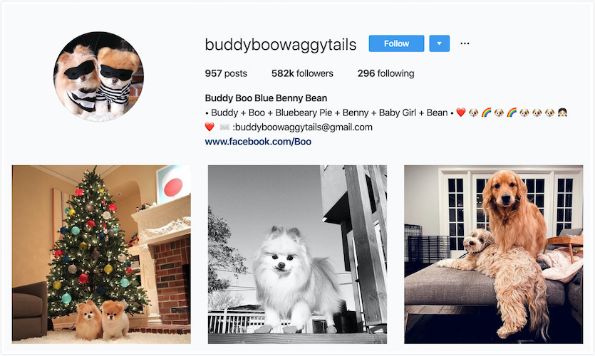 Most followed best sale dog instagram