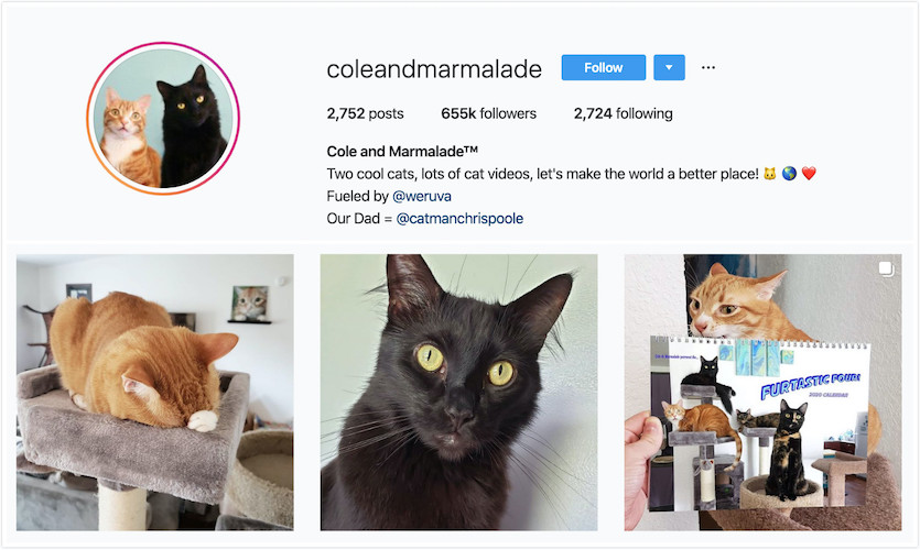 Instagram Profile of Cole and Marmalade