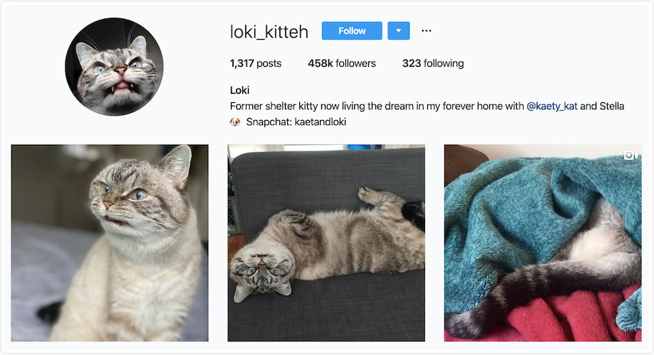 Instagram Profile of Loki_Kitty