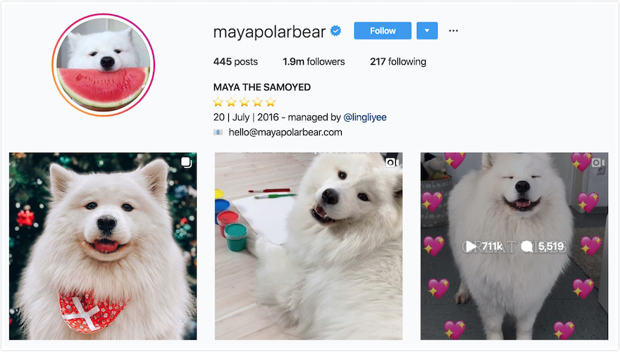 Instagram Profile of Maya the Samoyed