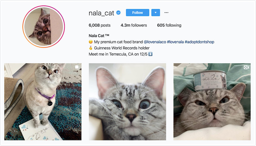 Instagram Profile of Nala the Cat