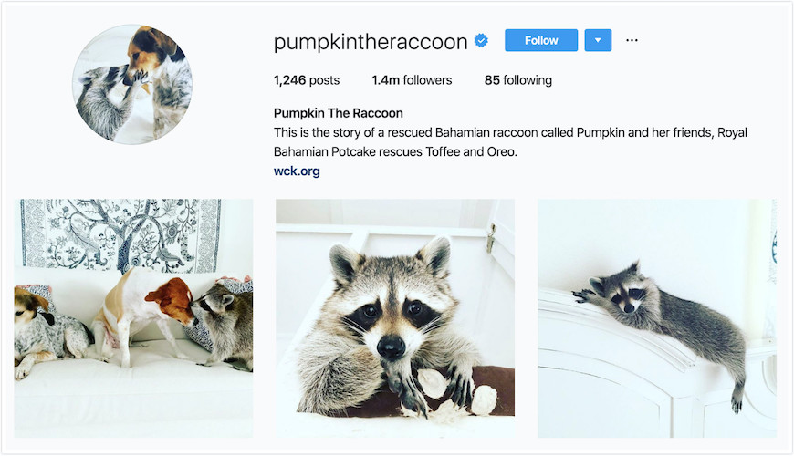 Instagram Profile Pumpkin the Raccoon