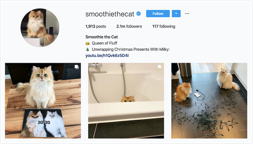 Instagram Profile of Smoothie the Cat