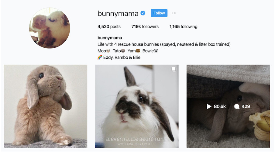 Instagram Profile of bunnymama